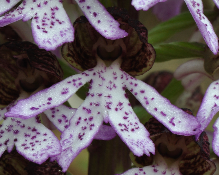 Purpur-Knabenkraut (Orchis purpurea)