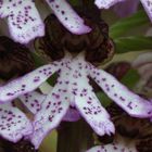 Purpur-Knabenkraut (Orchis purpurea)