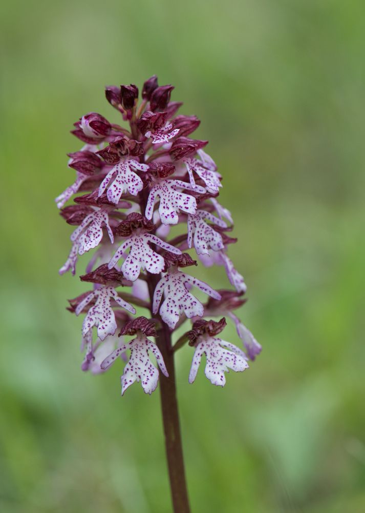 Purpur-Knabenkraut (Orchis purpurea)