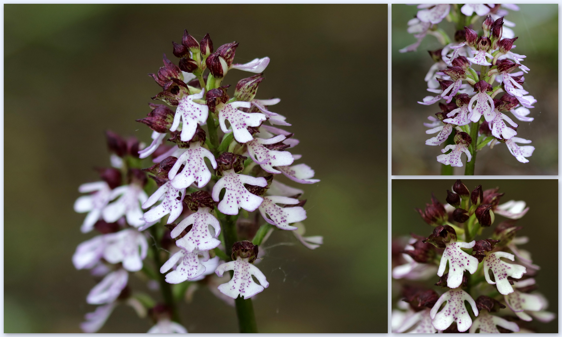 Purpur-Knabenkraut (Orchis purpurea).