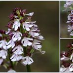 Purpur-Knabenkraut (Orchis purpurea).