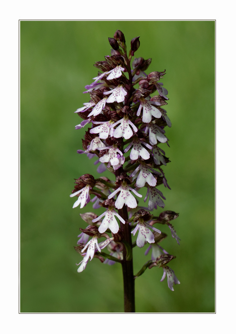 Purpur-Knabenkraut (Orchis purpurea)