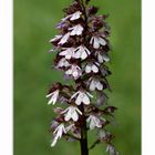 Purpur-Knabenkraut (Orchis purpurea)