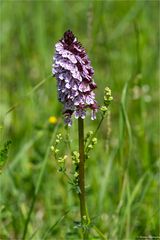 Purpur-Knabenkraut (Orchis purpurea) ...........