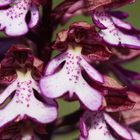 Purpur-Knabenkraut (Orchis purpurea)...