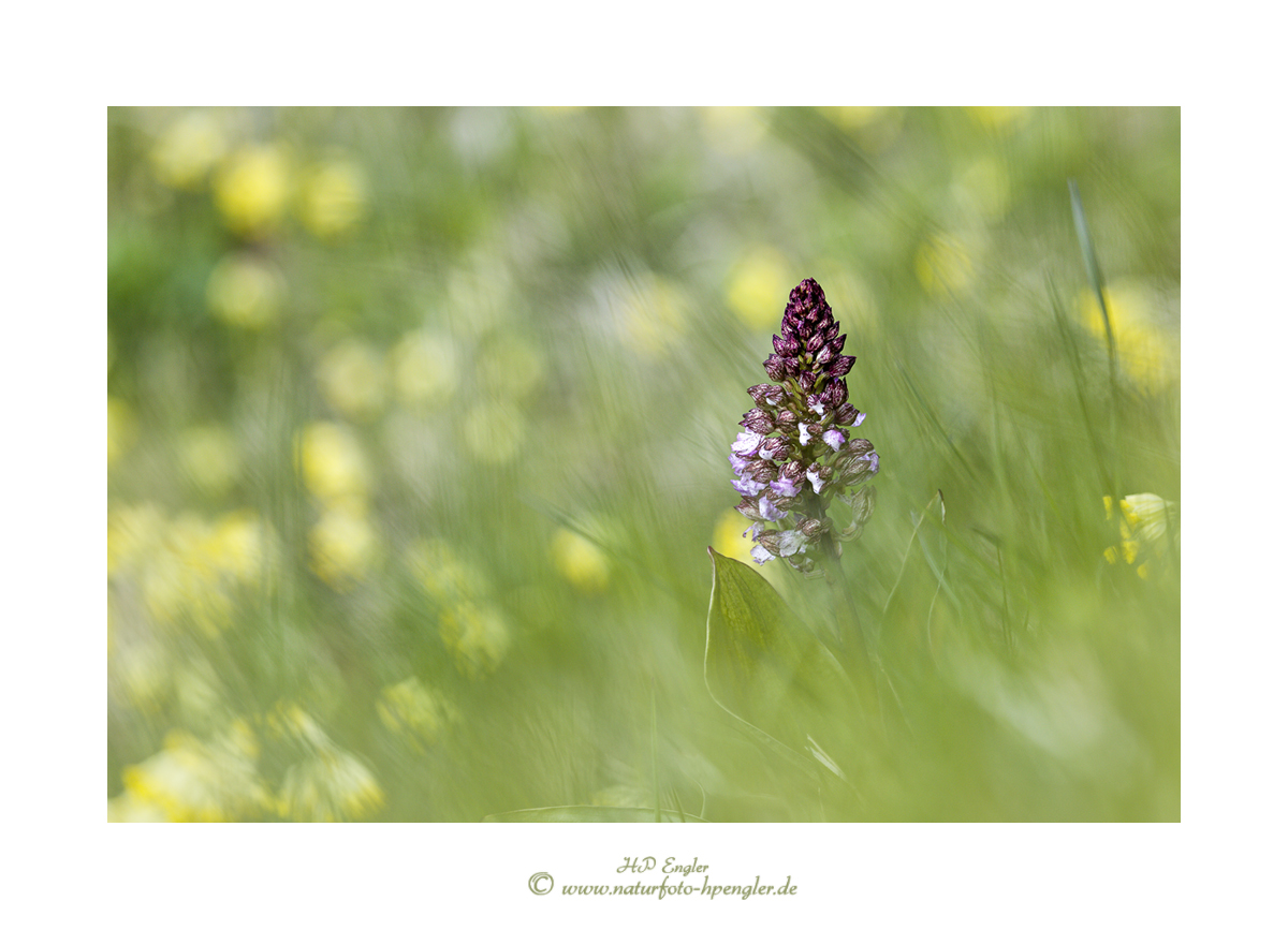 Purpur-Knabenkraut (Orchis purpurea)