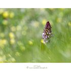 Purpur-Knabenkraut (Orchis purpurea)