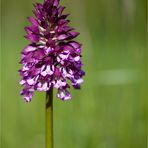 Purpur-Knabenkraut (Orchis purpurea).....