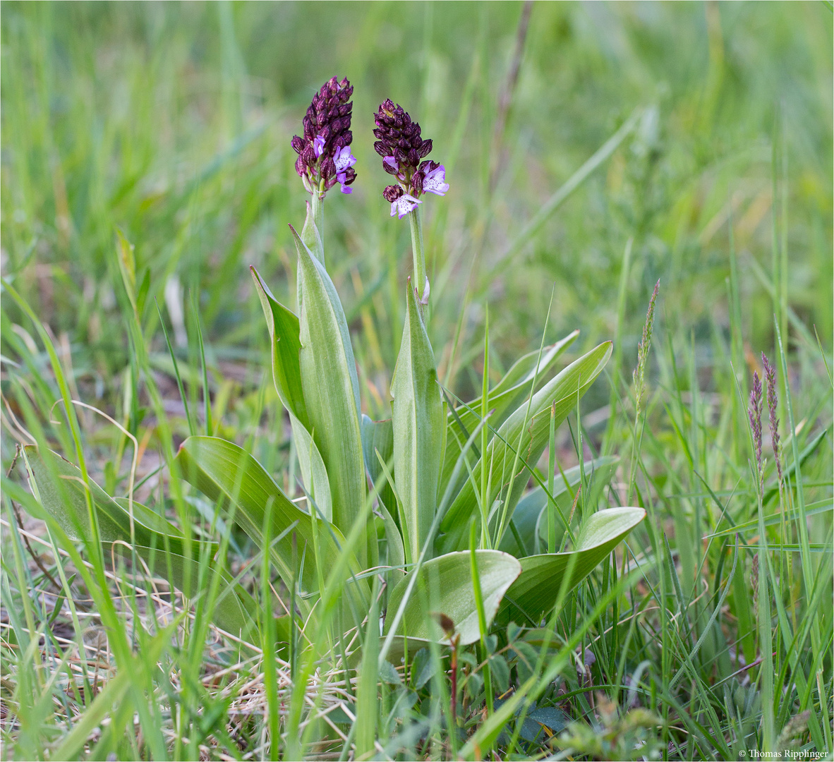 Purpur-Knabenkraut (Orchis purpurea)