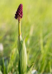 Purpur-Knabenkraut (Orchis purpurea) 60