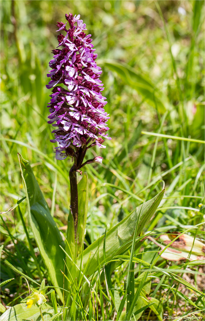 Purpur-Knabenkraut (Orchis purpurea) ... ?