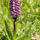 Purpur-Knabenkraut (Orchis purpurea) ... ?