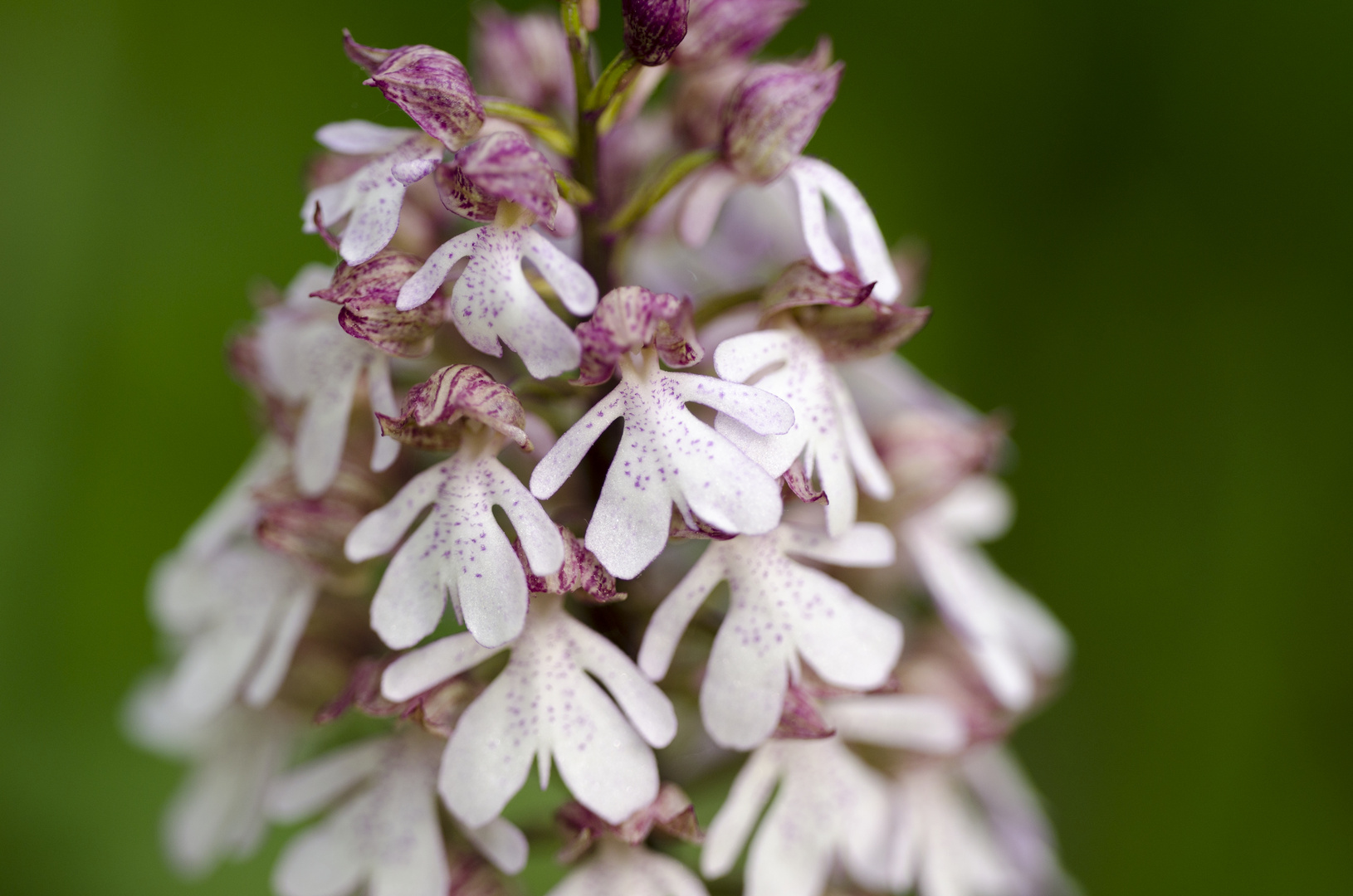 Purpur-Knabenkraut (orchis purpurea)