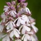 Purpur-Knabenkraut (orchis purpurea)