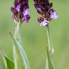 Purpur-Knabenkraut (Orchis purpurea) 64