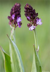 Purpur-Knabenkraut (Orchis purpurea) 64