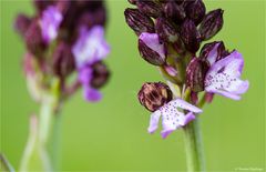 Purpur-Knabenkraut (Orchis purpurea) 69