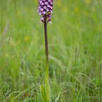 Purpur-Knabenkraut (Orchis purpurea) . .