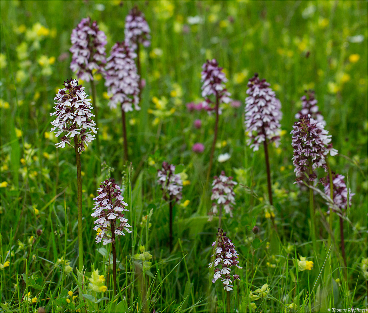  Purpur-Knabenkraut (Orchis purpurea)