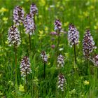  Purpur-Knabenkraut (Orchis purpurea)