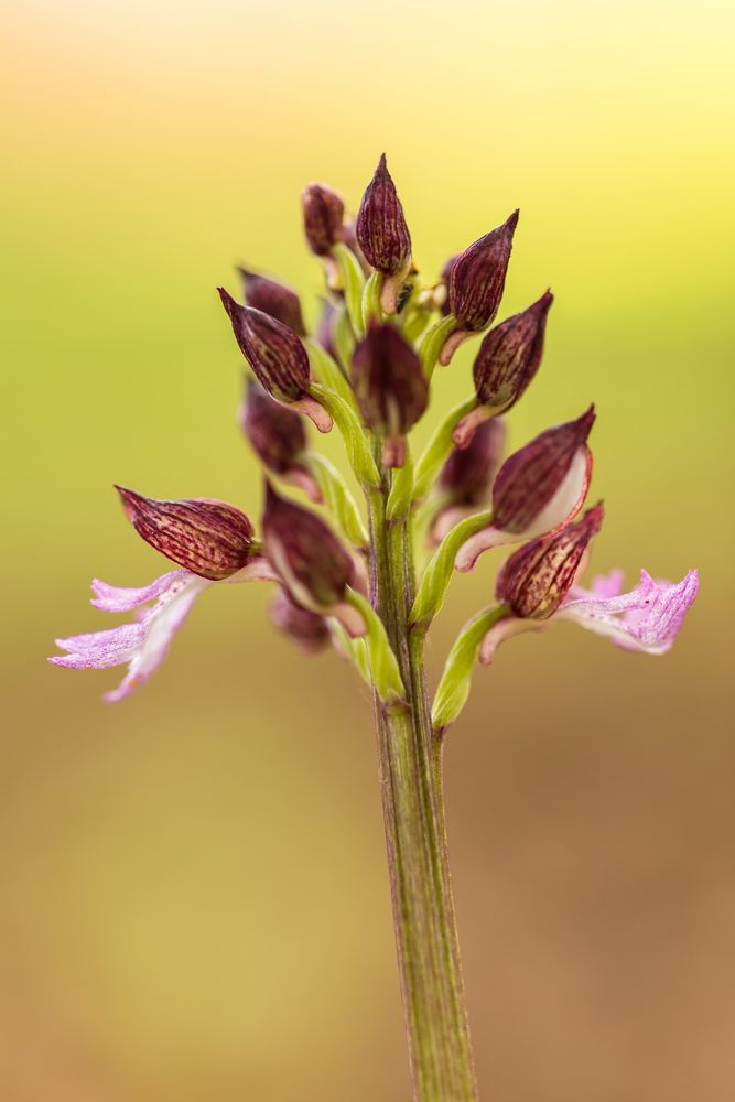 Purpur-Knabenkraut; Orchis purpurea
