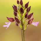 Purpur-Knabenkraut; Orchis purpurea