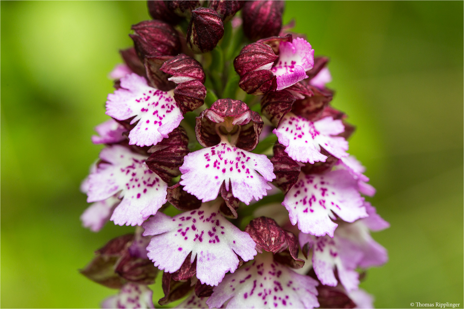 Purpur-Knabenkraut (Orchis purpurea)