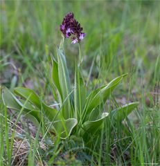 Purpur-Knabenkraut (Orchis purpurea) 70