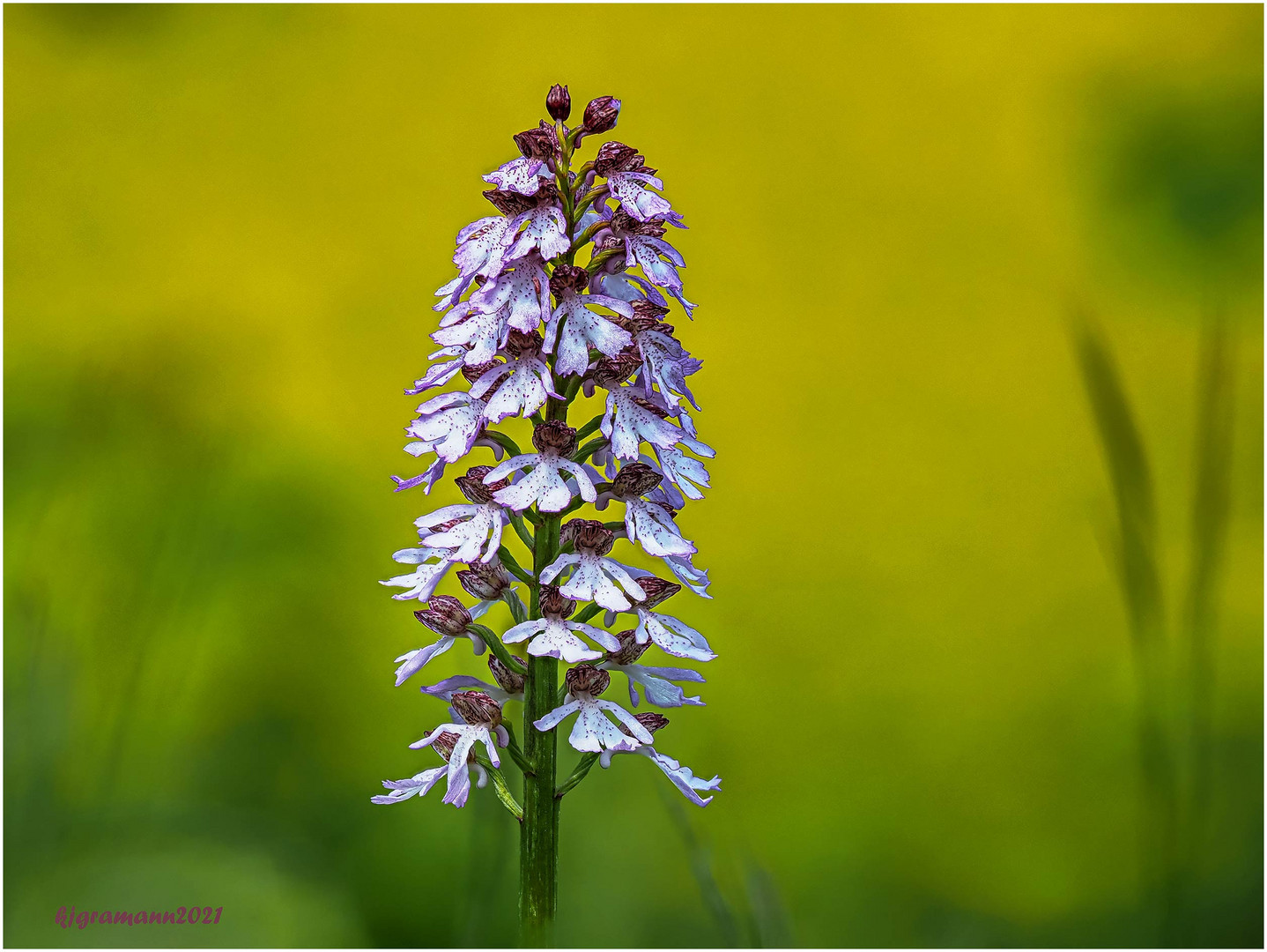 purpur-knabenkraut (orchis purpurea) ....