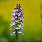 purpur-knabenkraut (orchis purpurea) ....