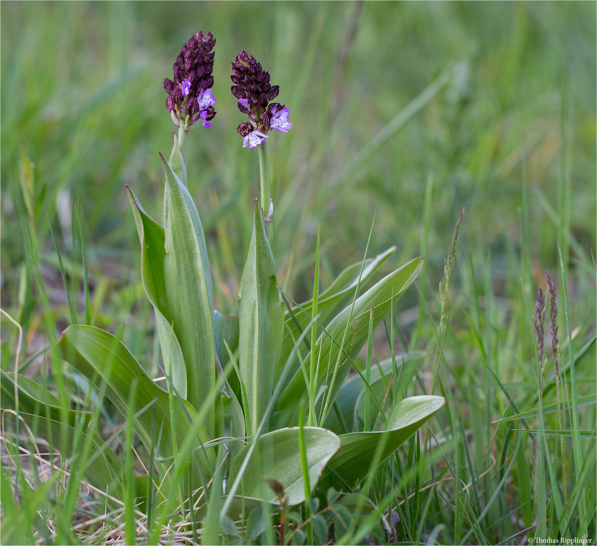 Purpur-Knabenkraut (Orchis purpurea) 73