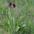 Purpur-Knabenkraut (Orchis purpurea) 73