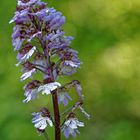 Purpur Knabenkraut Orchis purpurea