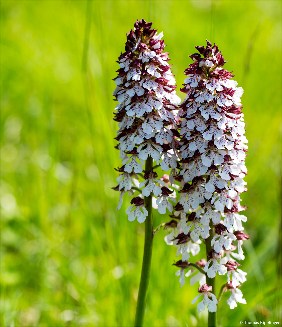 Purpur-Knabenkraut (Orchis purpurea) ..