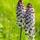 Purpur-Knabenkraut (Orchis purpurea) ..