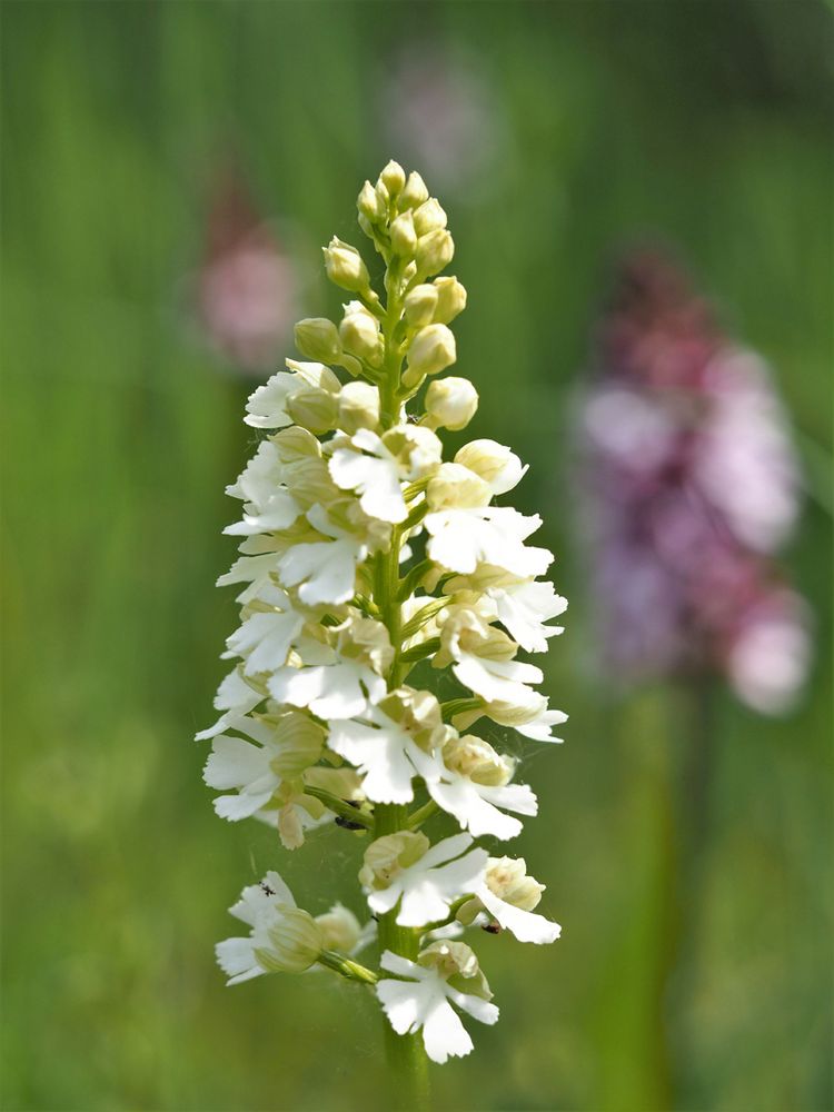 Purpur-Knabenkraut (Orchis purpurea)