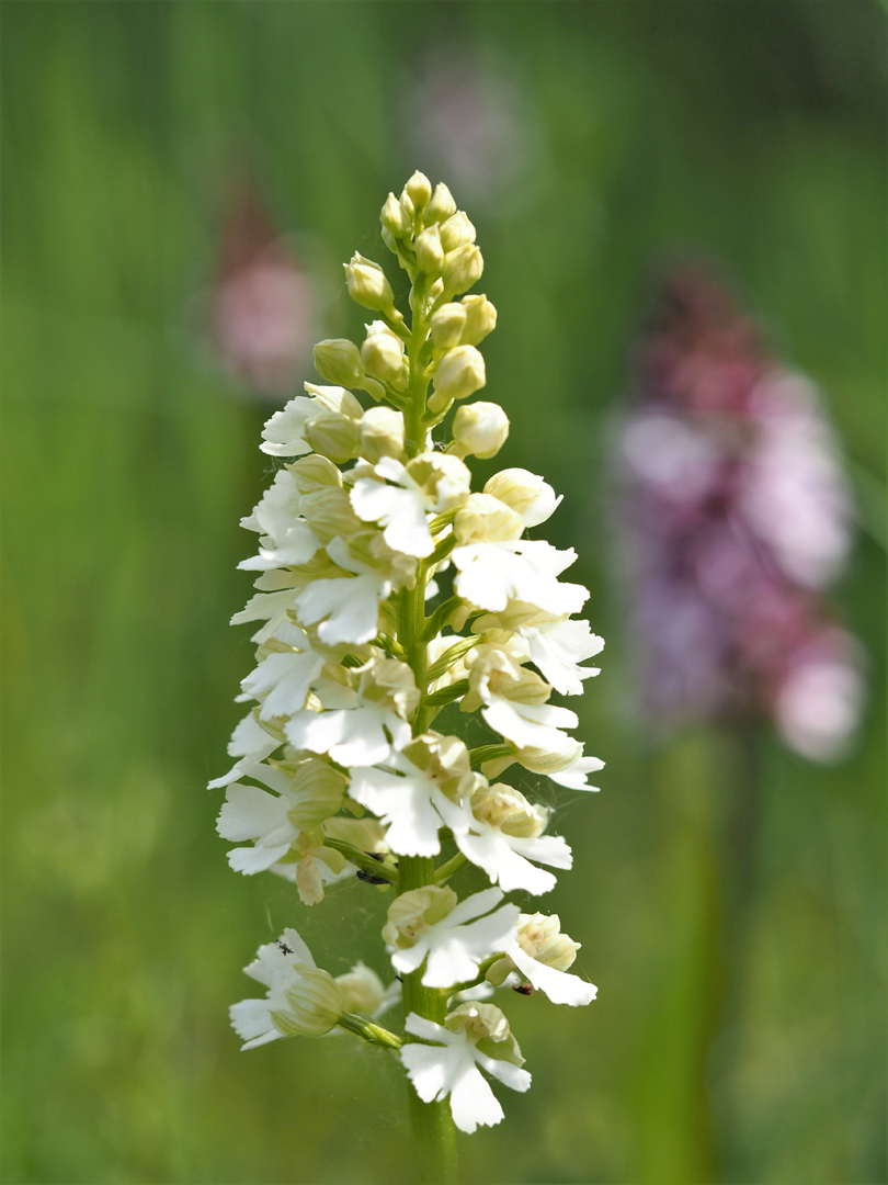 Purpur-Knabenkraut (Orchis purpurea)