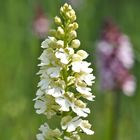 Purpur-Knabenkraut (Orchis purpurea)