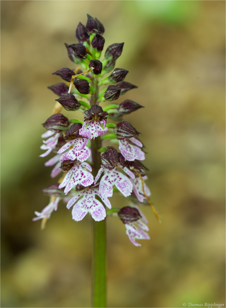 Purpur-Knabenkraut (Orchis purpurea) . .