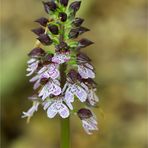 Purpur-Knabenkraut (Orchis purpurea) . .