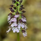 Purpur-Knabenkraut (Orchis purpurea) . .