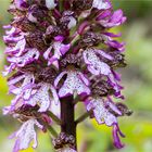 Purpur-Knabenkraut (Orchis purpurea) .......