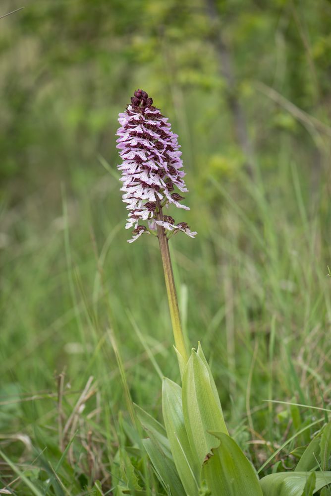PurpurKnabenkraut (Orchis purpurea) Foto & Bild heimische orchideen