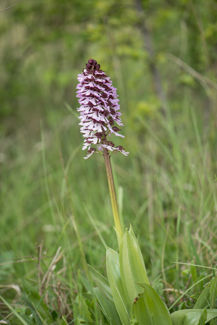 Purpur-Knabenkraut (Orchis purpurea)