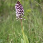 Purpur-Knabenkraut (Orchis purpurea)