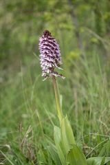 Purpur-Knabenkraut (Orchis purpurea)