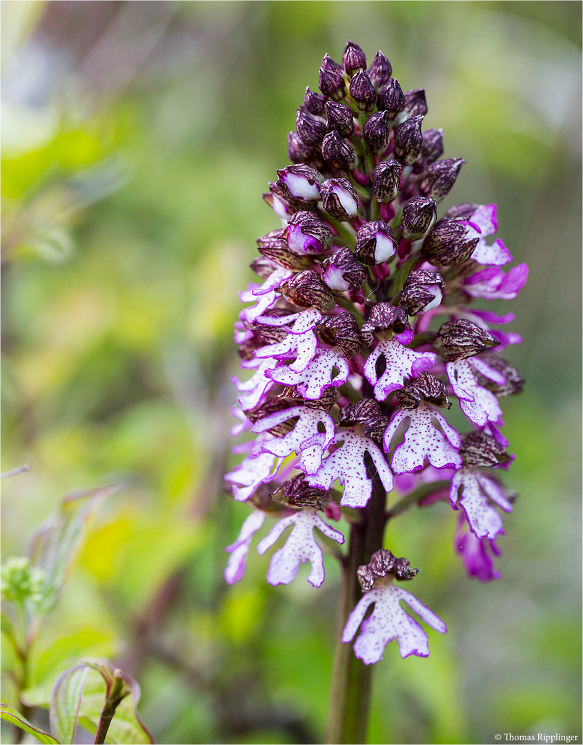 Purpur-Knabenkraut (Orchis purpurea) .....