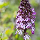 Purpur-Knabenkraut (Orchis purpurea) .....