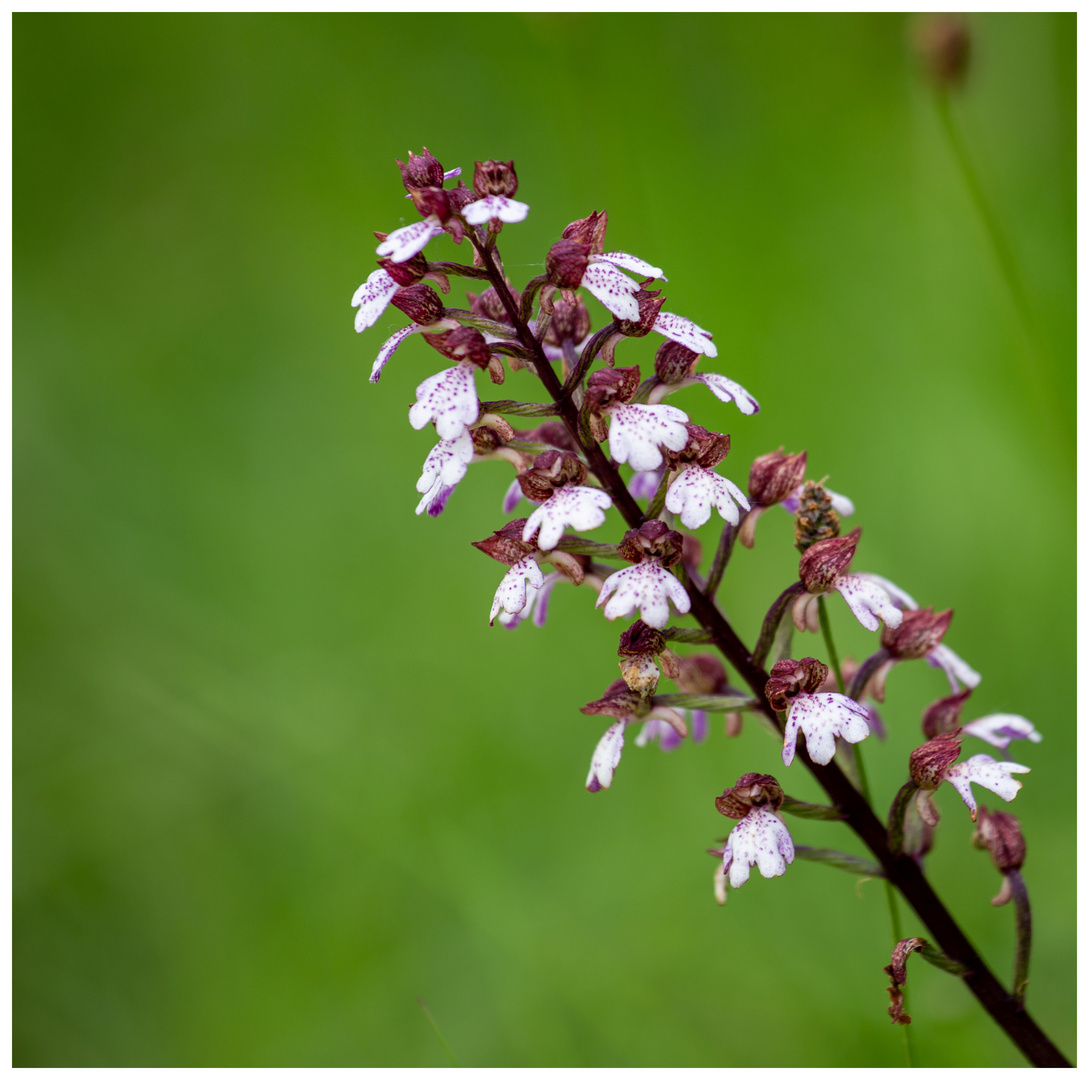 Purpur-Knabenkraut (Orchis purpurea)