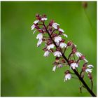 Purpur-Knabenkraut (Orchis purpurea)